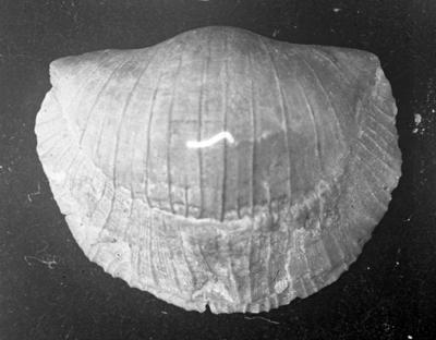 https://files.geocollections.info/large/06/29/0629fd84-3858-4825-96ee-0632aa6cf9fa.jpg