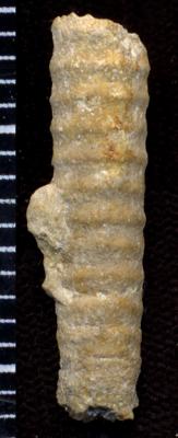 https://files.geocollections.info/large/06/2d/062d66b4-cbdd-450b-afbe-db0751fcfa1d.jpg