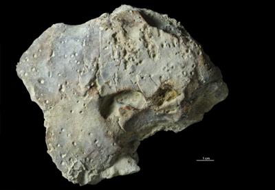 <i></i><br />Päärdu outcrop,  m, Adavere Stage