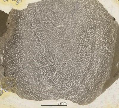 https://files.geocollections.info/large/06/3a/063af2b1-aabe-4209-a575-379cd09a240c.jpg