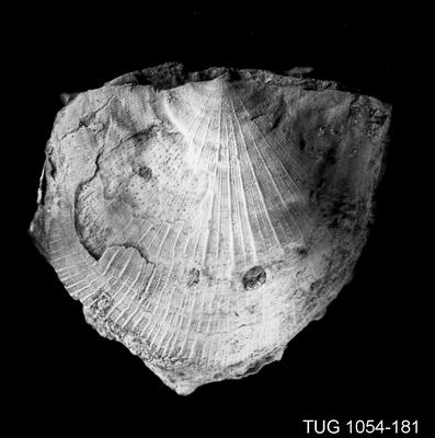 https://files.geocollections.info/large/06/3c/063cecd3-1828-4236-b99a-c70d3bc147be.jpg
