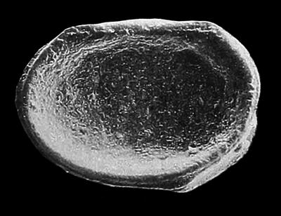 https://files.geocollections.info/large/06/47/0647c845-c25b-4158-9439-c7ca84f23733.jpg