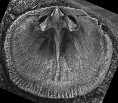 https://files.geocollections.info/large/06/65/06656f4b-9a0f-42d1-9256-4ed267756814.jpg