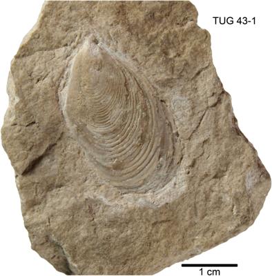 https://files.geocollections.info/large/06/6c/066c96d8-418d-4798-ac67-54f16fc084b3.jpg