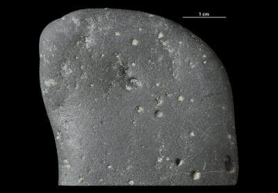 <i></i><br />Kopli quarry,  m, Lower Cambrian (old nomenclature)