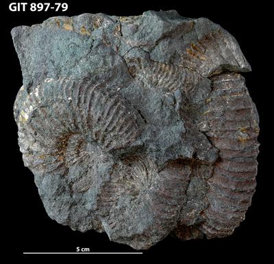 https://files.geocollections.info/large/06/d1/06d18504-c784-4df2-a8ab-b54a5693f858.jpg