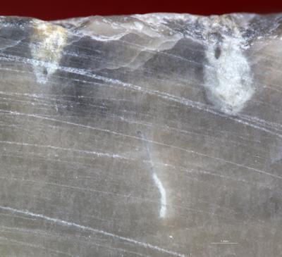 <i>Palaeosabella boring</i><br />Undva cliff,  m, Jaani Stage