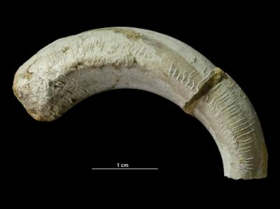 https://files.geocollections.info/large/06/e2/06e2edba-04a5-493f-9a7e-a7691299be63.jpg