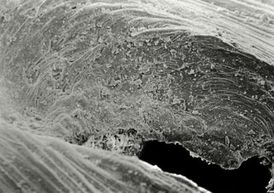 https://files.geocollections.info/large/06/e3/06e32122-91d1-458e-8eee-a945e975993d.jpg