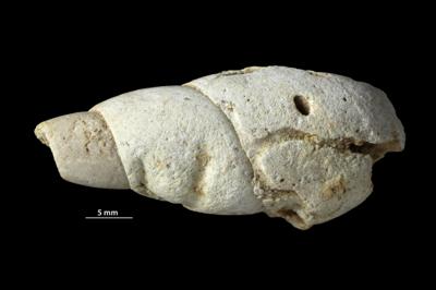 <i>ihnofossiil 12</i><br />Kohtla-Järve,  m, Kukruse Stage