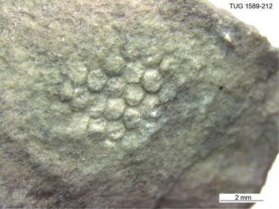 https://files.geocollections.info/large/06/ed/06edcc6d-20c9-4e66-ab00-27f525fbe18e.jpg