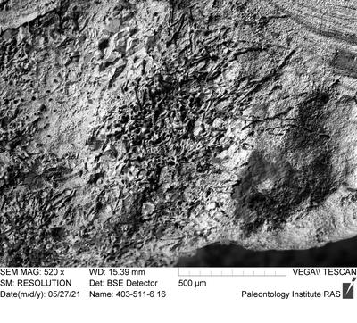 <i></i><br />Ohesaare cliff,  m, Ohesaare Stage
