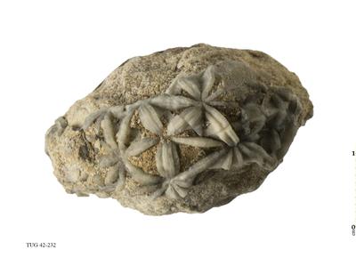 https://files.geocollections.info/large/07/0d/070d78b9-10bb-46ec-8cfb-cea3a33cfc6b.jpg