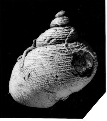 https://files.geocollections.info/large/07/35/07357ced-e152-42f9-9e75-4ae2cb44ec54.jpg