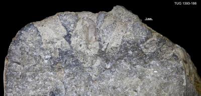 https://files.geocollections.info/large/07/36/073680d6-6564-4a7c-8468-c535504d496e.jpg