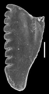 <i>Oenonites sp. C Hints, 2000</i><br />Valga 10 borehole, 319.40 m, Porkuni Stage