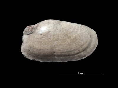 https://files.geocollections.info/large/07/74/07747a32-1e3d-463f-ad49-8b69d6d4ccf6.jpg