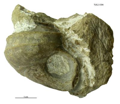 https://files.geocollections.info/large/07/9c/079cc55d-0e96-460a-8b3f-0c9698692d45.jpg