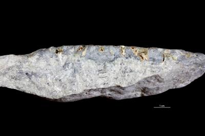 <i>Trypanites isp.</i><br />Saxby shore,  m, Vormsi Stage