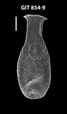 <i><i>Lagenochitina megaesthonica</i></i><br />Baldone 80 borehole,  m, Kunda Stage (854-9)
