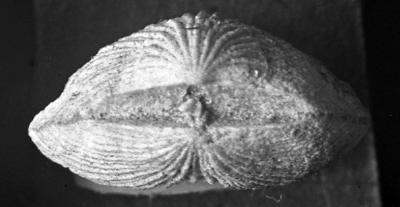 https://files.geocollections.info/large/08/2b/082b9030-4229-4944-9128-e403b5a7e40f.jpg
