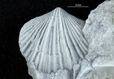 https://files.geocollections.info/large/08/41/084197ec-4162-42e2-a883-8df6f724c16d.jpg