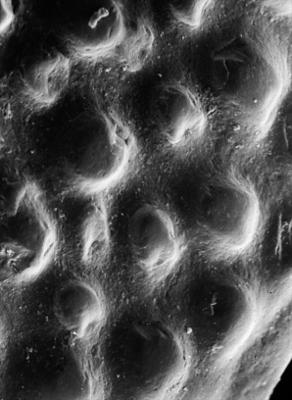 https://files.geocollections.info/large/08/5b/085be3dc-0ac7-4a54-88bc-9fc9061f71b9.jpg