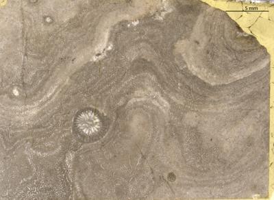 https://files.geocollections.info/large/08/63/086336ba-e132-42fc-92d2-1fb0d27d93a9.jpg