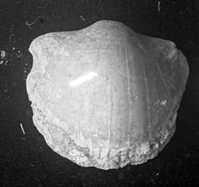 https://files.geocollections.info/large/08/9b/089b2ed0-c9dc-4b61-874a-0b20d900007e.jpg