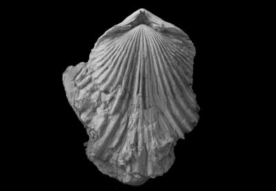 https://files.geocollections.info/large/08/a3/08a36726-0408-4404-ab55-aea940e31d7c.jpg