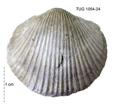 https://files.geocollections.info/large/08/d7/08d7e38b-aa9a-4799-a4c4-4c98827afff6.jpg