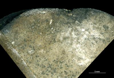 <i>Trypanites isp.</i><br />,  m, Furongian