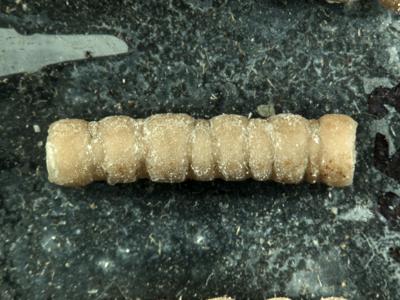 https://files.geocollections.info/large/08/e0/08e09b64-3f89-4213-beaf-5d9b7658b75a.jpg