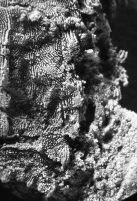 https://files.geocollections.info/large/08/fe/08fec565-5fe1-4845-bd7f-6d4e84227ed5.jpg