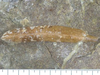 https://files.geocollections.info/large/09/05/0905714a-048e-4b9a-8373-94cea3394389.jpg
