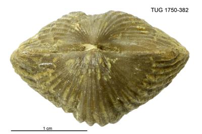 https://files.geocollections.info/large/09/0f/090f39a9-7e93-4aaa-bd6d-a578b635310a.jpg