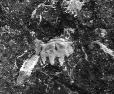 https://files.geocollections.info/large/09/12/0912d94a-e0d1-4849-8525-fd0cf1415c25.jpg