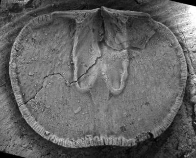 https://files.geocollections.info/large/09/13/091367a6-482f-400c-b52a-9122ede79224.jpg