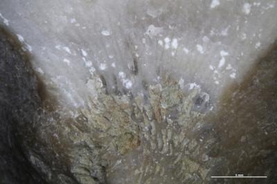 <i>Trypanites isp.</i><br />Kesselaid,  m, Adavere Stage