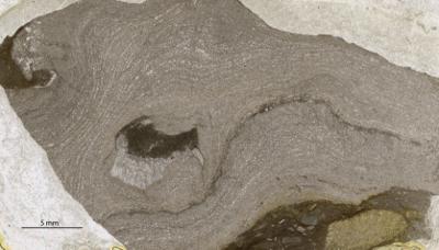 https://files.geocollections.info/large/09/2c/092c8f76-e076-4fd6-9859-c4380a44a9a4.jpg