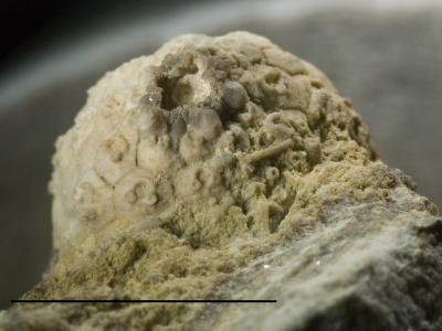 https://files.geocollections.info/large/09/6b/096b2259-82af-483b-b0da-9abb3d3d82be.jpg