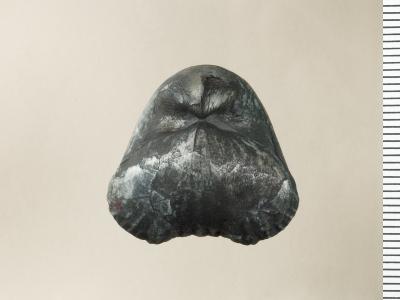 https://files.geocollections.info/large/09/6f/096fb8c9-41a3-4d2a-b9b0-27facbce5a87.jpg