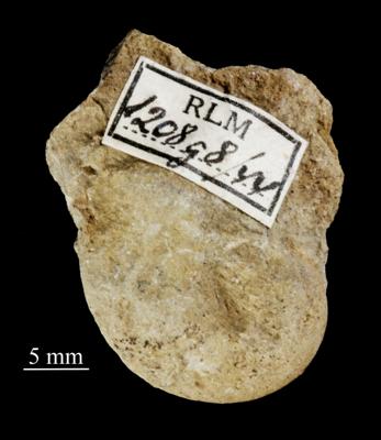 https://files.geocollections.info/large/09/94/09940300-0be8-4aaa-a025-4c9344489f0c.jpg