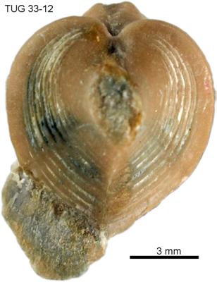 https://files.geocollections.info/large/09/ca/09ca3860-6281-4daa-a68b-b5973deed1b2.jpg