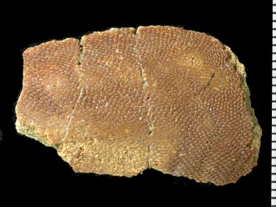 https://files.geocollections.info/large/09/d0/09d08850-d9ac-4970-8d30-b4a1357565ab.jpg