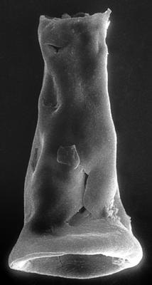 <i><i>Chitinozoa</i> | Conochitina? sp. 3 Nestor, 1994</i><br />Varbla 502 borehole, 152.60 m, Adavere Stage (272-138)