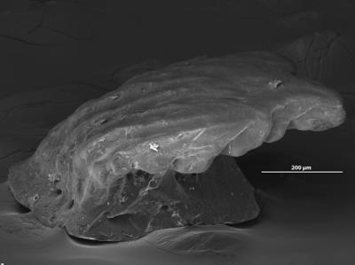 https://files.geocollections.info/large/09/e9/09e92213-4a7d-41f6-9f8a-341d68573ff9.jpg