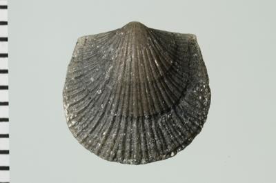 https://files.geocollections.info/large/09/f5/09f52060-8943-4dce-ad45-93f96424bc63.jpg