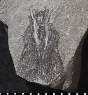 https://files.geocollections.info/large/09/fc/09fc604c-78a2-4c0d-82d9-fbdaaa67572b.jpg