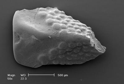 https://files.geocollections.info/large/0a/1c/0a1c7745-0711-465b-87f8-0e78f1879b8d.jpg